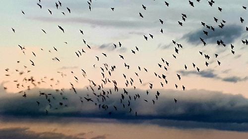 Flock of birds flying in sky