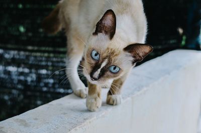 Close-up portrait of a cat