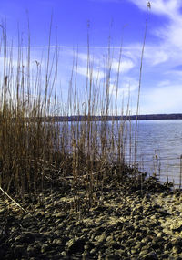 Scenic view of landscape against blue sky