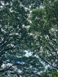Low angle view of trees in forest