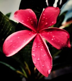 Close-up of water drops on pink rose