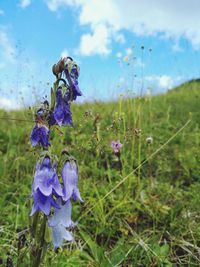 Close-up of purple flowers on field