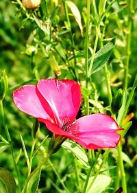 Close-up of pink flowers