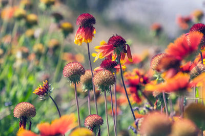 Close-up of red flowering plants