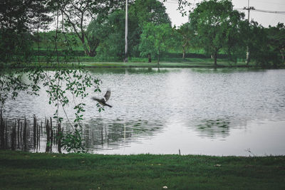 View of birds flying over lake