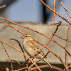 Close-up of sparrow perching on branch