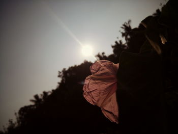 Low angle view of silhouette plants against sky during sunset