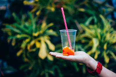 Close-up of hand holding drink in against plants