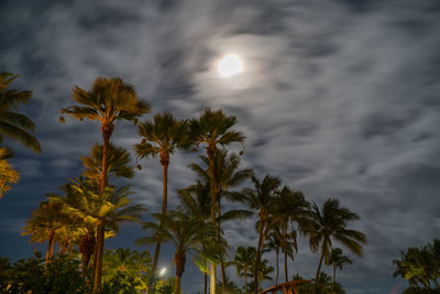 Low angle view of palm trees against sky