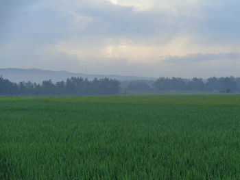 Scenic view of field against sky