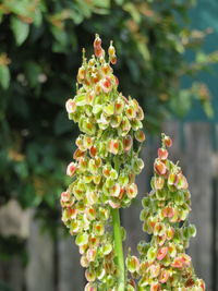 Close-up of flowering plant