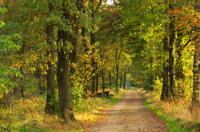 Dirt road amidst trees in forest