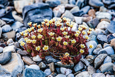 Dwarf fireweed with reindeer hair in aspestodden, svalbard