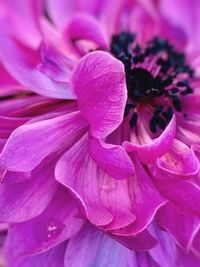 Close-up of pink flower blooming outdoors