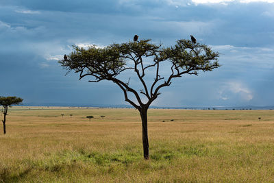 Tree on field against sky