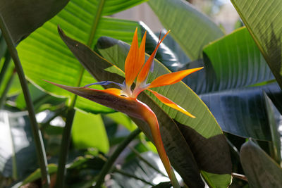 Close-up of orange flowering plant leaves