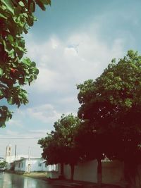 Trees against cloudy sky