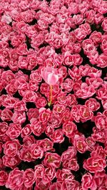 High angle view of pink roses