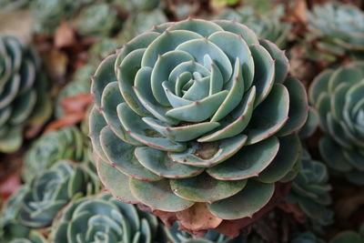 Close-up of succulent plant