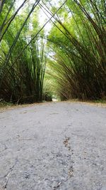 Empty road in forest