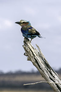 Low angle view of kingfisher perching on dead tree