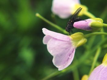 Close-up of purple flowering plant