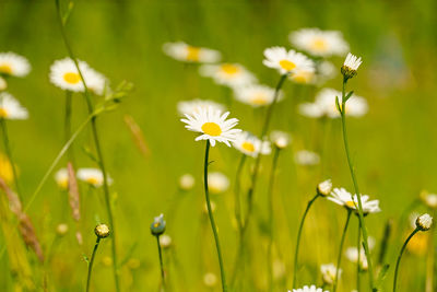 Close-up of white daisy flowers on field