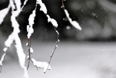 Close-up of frozen leaf during winter