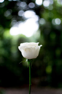 Close-up of white flowering plant