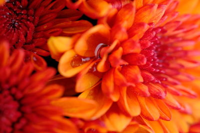 Full frame shot of red flowering plant