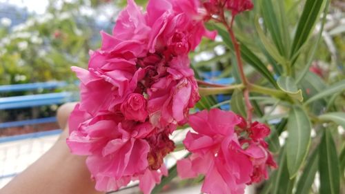 Close-up of pink flowering plant