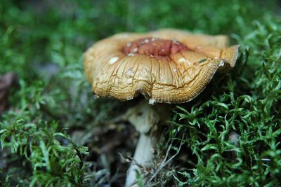 Close-up of mushroom growing on field