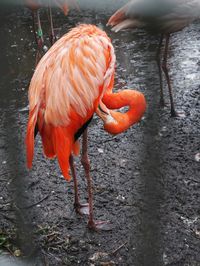 Close-up of bird by lake