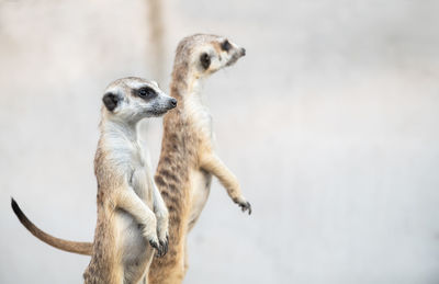 Cute meerkat suricata suricatta, african native animal, small carnivore 