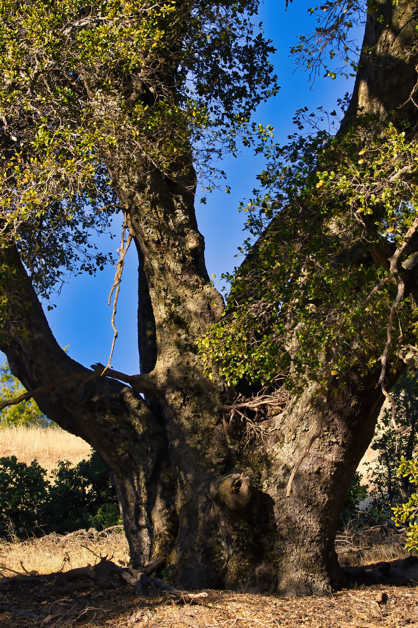 LOW ANGLE VIEW OF TREES AGAINST SKY