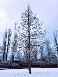 Bare trees on snow covered field