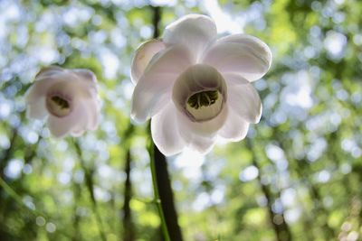 Close-up of white flowering plant