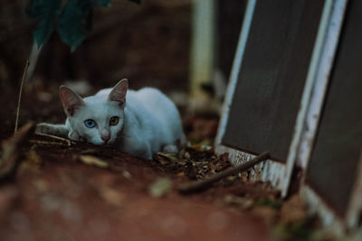 Portrait of a cat