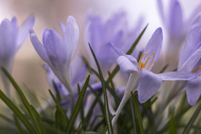 Close-up of purple crocus blooming outdoors