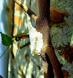 Close-up of tree trunk