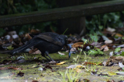 Close-up of a bird on field