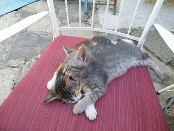 High angle view of cat lying down