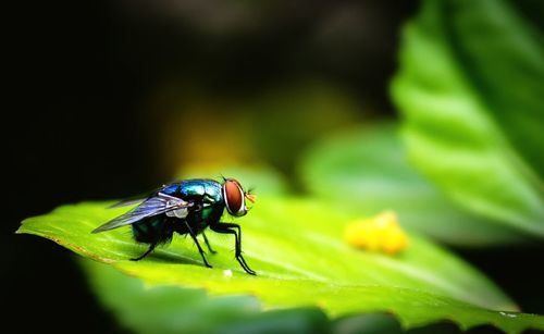 Close-up side view of fly on leaf