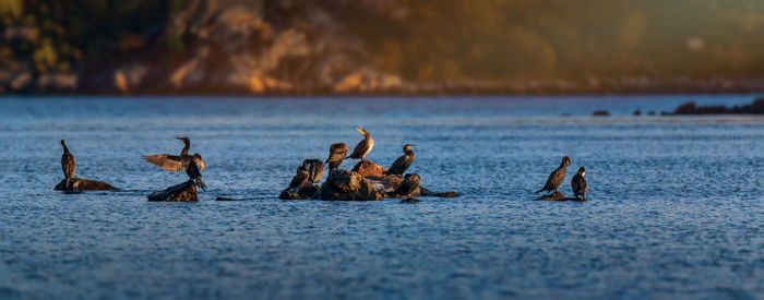 View of birds swimming in lake