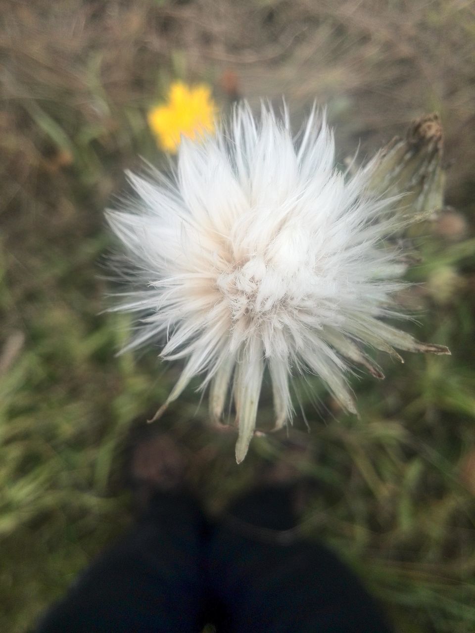 flower, fragility, dandelion, growth, freshness, single flower, flower head, close-up, beauty in nature, nature, focus on foreground, white color, plant, softness, petal, selective focus, stem, blooming, outdoors, wildflower