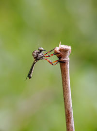 Close-up of dragonfly on twig