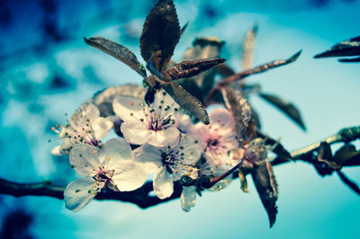 Close-up of flowers on branch