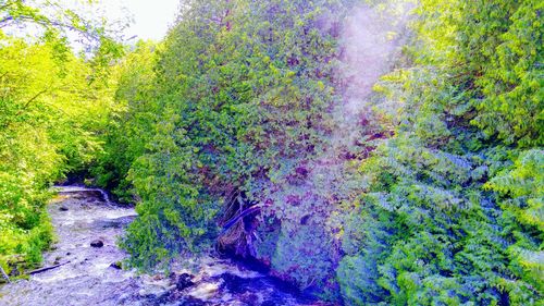 Multi colored trees in forest