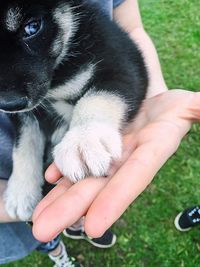 Close-up of hand holding cat sitting on grass