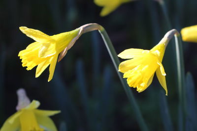 Close-up of yellow daffodil